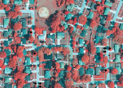 用于繪制和監測城市樹冠的彩色紅外圖像。黑點是白蠟樹，被用來“訓練”物種鑒定的光譜表征方法。